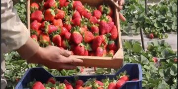 مجلس الوزراء يوضح حقيقة رفض شحنات فراولة مصدرة للخارج لاحتوائها على مواد مسرطنة