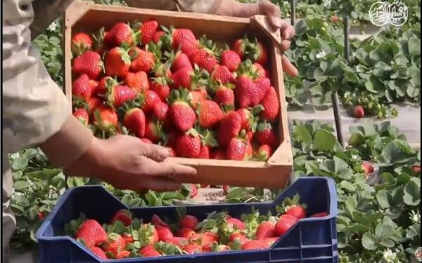 مجلس الوزراء يوضح حقيقة رفض شحنات فراولة مصدرة للخارج لاحتوائها على مواد مسرطنة