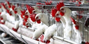 سعر الدواجن اليوم الجمعة في الأسواق